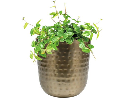 Peperomia prostrata plant in een pot