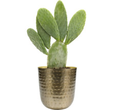 Cactus in pot