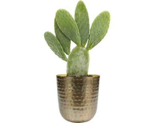 Cactus in pot