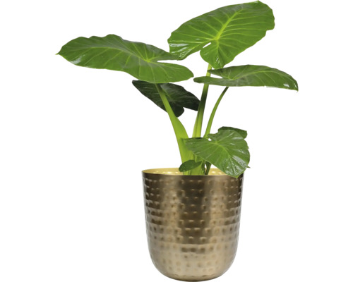 Alocasia kamerplant in een goudkleurige pot