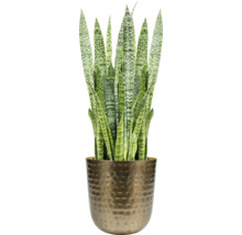 Sansevieria kamerplant in pot