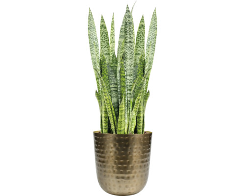 Sansevieria kamerplant in pot