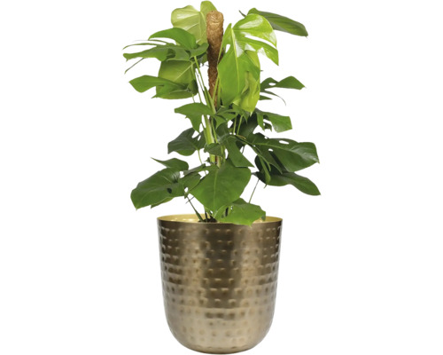 Monstera kamerplant in een pot