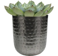 Vetplant in metalen pot
