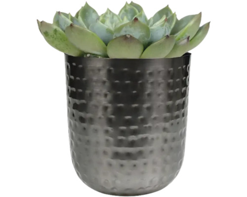Vetplant in metalen pot
