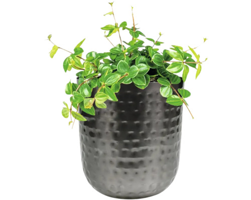 Sierplant in een pot