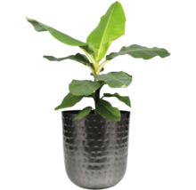 Banaan in pot