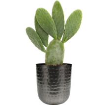 Cactus in een pot