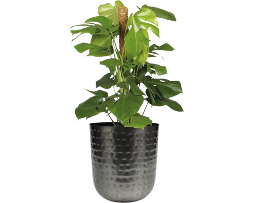 Monstera kamerplant met klimhulp in een pot