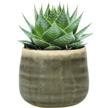 Aloë Vera plant in een pot