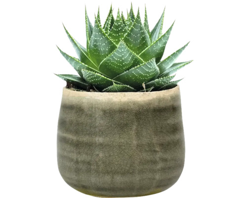 Aloë Vera plant in een pot