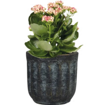 TS Bloempot Duncan Cement grijs Ø 8 cm H 7 cm