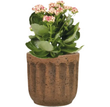 TS Bloempot Duncan Cement oranje Ø 8 cm H 7 cm