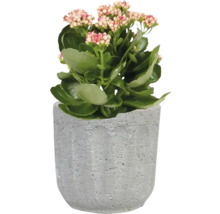 TS Bloempot Duncan Cement grijs Ø 8 cm H 7 cm