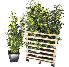 Laurierplanten in pot en in houten frame