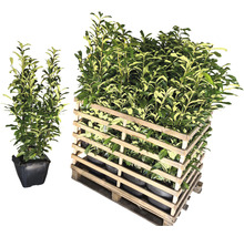 Pallet met laurierkersplanten in pot