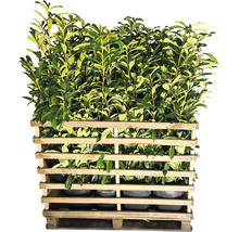Pallet met laurierkersplanten in pot