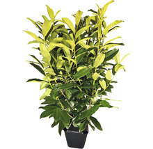 Laurierkers in pot