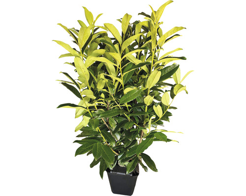 Laurierkers in pot