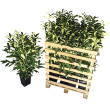 Laurierkers in een pot naast een laurierkerslevering op een houten pallet