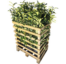 Pallet met laurierkersplanten