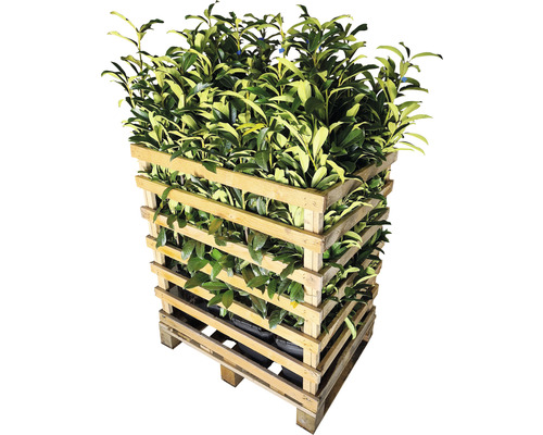 Pallet met laurierkersplanten