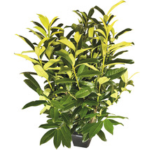 Laurierkers in een pot