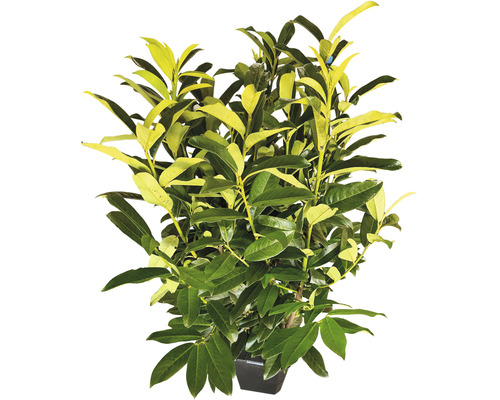 Laurierkers in een pot