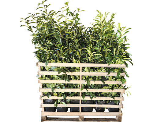 Pallet met laurierkers planten in pot