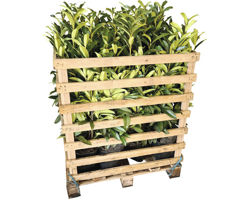 Pallet met laurierplanten in potten