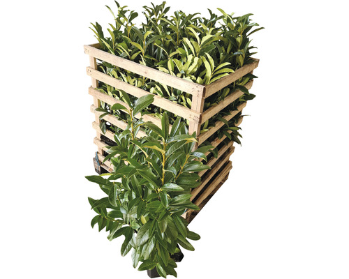 Laurierplanten in een houten krat voor transport