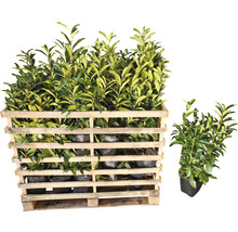 Pallet met laurierplanten in potten