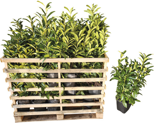 Pallet met laurierplanten in potten