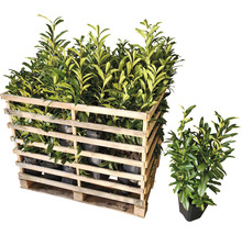 Pallet met laurierkersplanten in pot