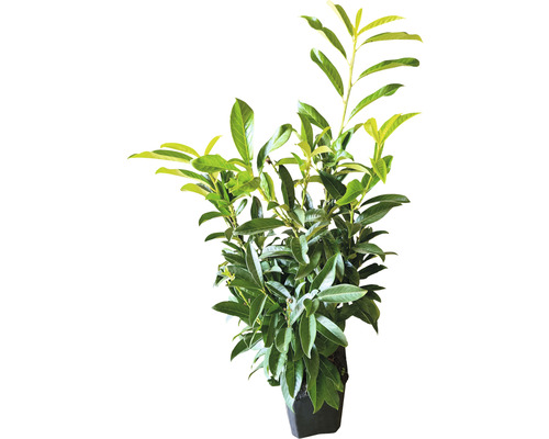 Laurierkers in pot voor de tuin