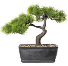 Decoratieve bonsaiboom in pot voor binnenshuis