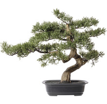 Bonsaiboom in een pot