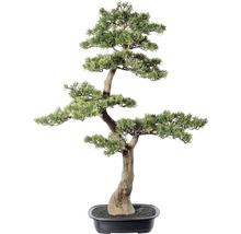 Bonsaiboom in een zwarte plantenbak