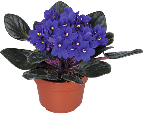 Afrikaans viooltje in pot