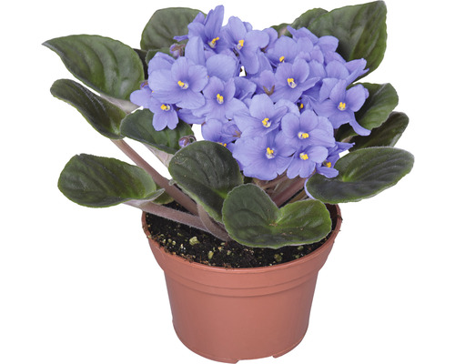 Afrikaans viooltje in pot