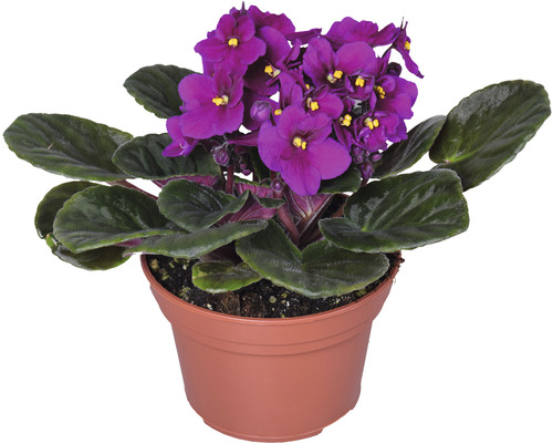 Pot met Kaaps viooltje