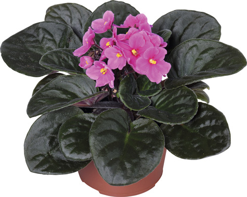 Afrikaans viooltje met roze bloemen in pot