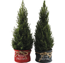 Twee miniatuur kerstbomen in decoratieve potten met de tekst Vrolijk Kerstfeest.