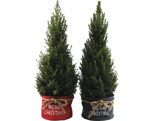 Twee miniatuur kerstbomen in decoratieve potten met de tekst Vrolijk Kerstfeest.