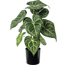 Anthurium kamerplant in een zwarte pot