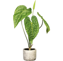 Anthurium in pot als kamerplant