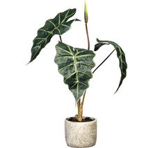 Alocasia kamerplant in een pot