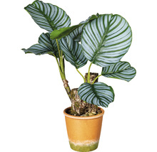 Kunstmatige Calathea plant in pot