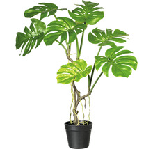Monstera plant in pot