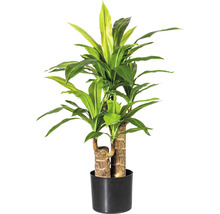 Drakenbloedboom in pot als kamerplant